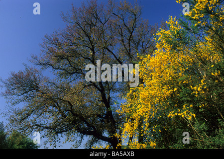 Spanische Ginster Spartium Junceum, Insugherata Park, Rome, Lazio, Italy Stockfoto
