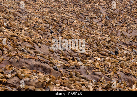 SÜDAMERIKANISCHER SEELÖWE Otaria Flavescens Byronia Palomino Inseln Callao Lima Peru WILD Stockfoto