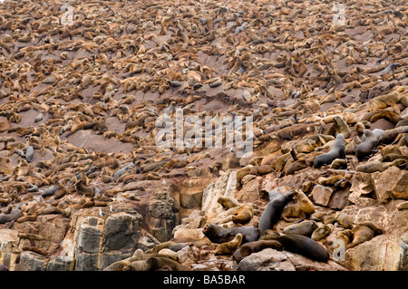 SÜDAMERIKANISCHER SEELÖWE Otaria Flavescens Byronia Palomino Inseln Callao Lima Peru WILD Stockfoto