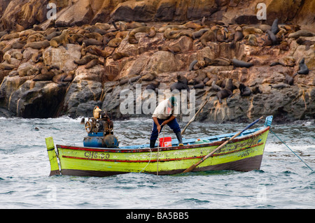 Jakobsmuschel-Fischer und südamerikanischen Seelöwen Otaria Flavescens Byronia Palomino Inseln Callao Lima Peru WILD Stockfoto