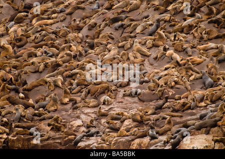 SÜDAMERIKANISCHER SEELÖWE Otaria Flavescens Byronia Palomino Inseln Callao Lima Peru WILD Stockfoto