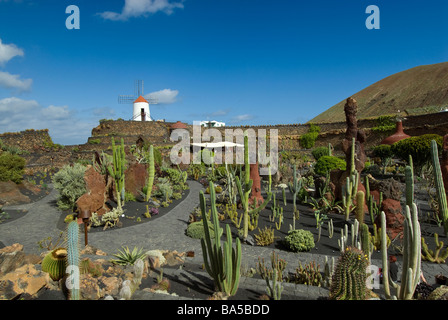 Jardin de Cactus, Kakteengarten mit Windmühle in Guatiza, Lanzarote-Kanarische Inseln-Spanien Stockfoto