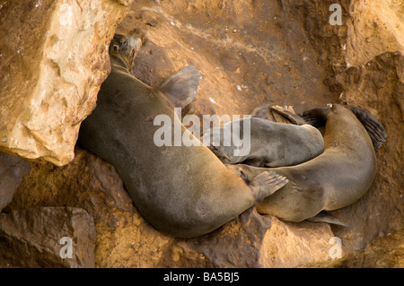 Südamerikanischer Seebär Arctocephalus Australis Paracas National Reserve Peru Stockfoto