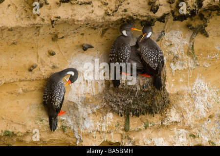 Rotbeinige Kormoran oder Chuita Phalacrocorax Gaimardi Paracas National reserve, Peru Stockfoto