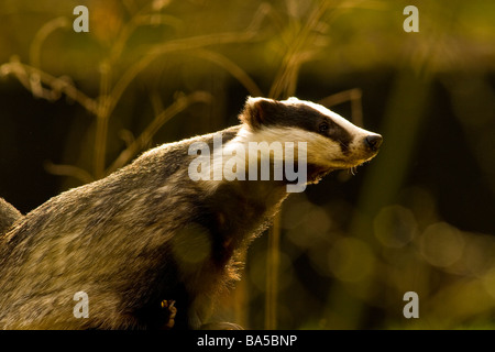 Europäischer Dachs Meles meles Stockfoto