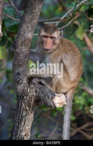 Die Krabben essen Makaken Macaca fascicularis Stockfoto