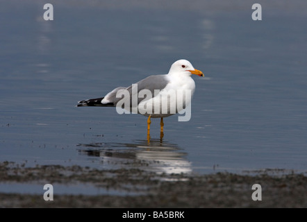 Kalifornien Möve Larus Californicus stehen im flachen Wasser an Küste in Nanaimo Vanvcouver Nordinsel BC im März Stockfoto