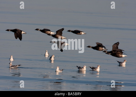 Brant Gänse Branta Bernicla eine kleine Herde, die immer in der Luft über Parksville Bucht Vancouver Island BC im März Stockfoto