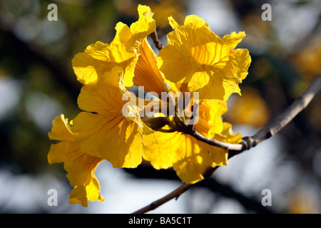 Tabebuia Chrysantha Blumen blühen im Frühjahr Taiwan Stockfoto