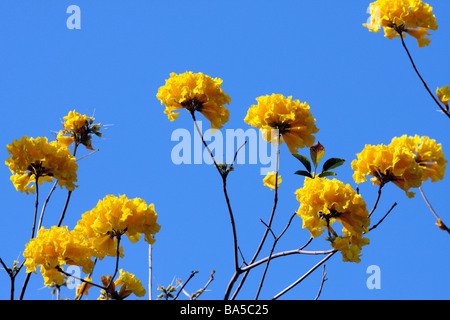 Tabebuia Chrysantha Blumen blühen im Frühjahr Taiwan Stockfoto