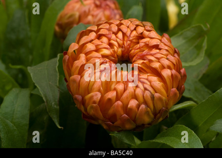 Papier Daisy Helichrysum Bracteatum, Asteraceae Stockfoto