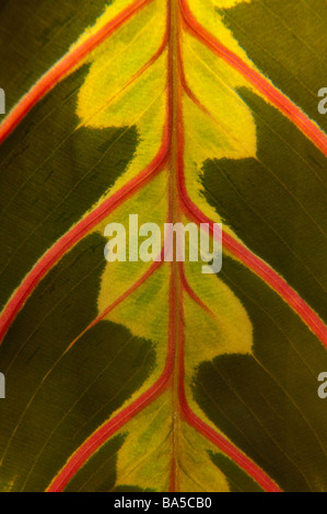 Nahaufnahme der Marantaceae (Gebet Pflanze) Blatt Stockfoto