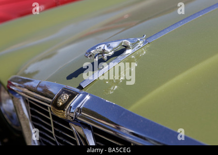 Jaguar Auto mit springenden Katze auf Motorhaube Stockfoto