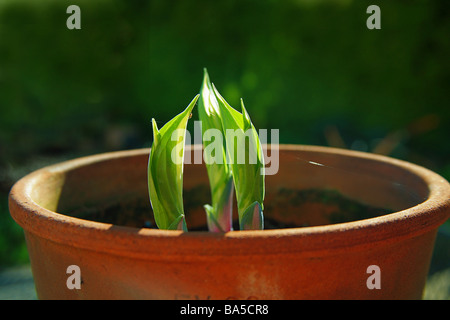 "Das Grün schießt der Verwertung" neue Hosta Blätter entstehen aus ihrer Winterruhe Stockfoto