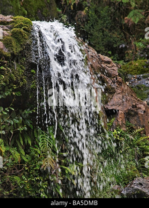 NELSON FALLS TASMANIEN AUSTRALIEN Stockfoto