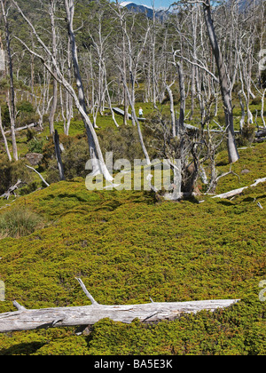 Blick auf Hügel mit Bäumen von Boardwalk Cradle Mountain Valley Teil des Sees die hl. Klara Nationalpark Tasmanien Australien Stockfoto