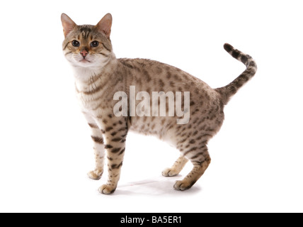 Snow spotted Bengal Katze ständigen Porträt Studio Stockfoto