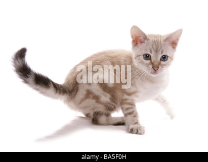 Blue eyed Schnee marmoriert Bengal sitzen Portrait Studio Stockfoto