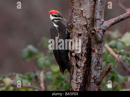 Helmspecht Dryocopus Pileatus auf der Suche nach Bugs im Baumstamm im Garten in Nanaimo Vancouver Island BC im März Stockfoto