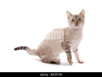 Blue eyed Schnee entdeckt Bengal sitzen Portrait Studio Stockfoto