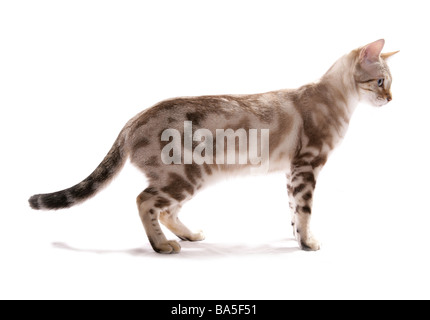 Blue eyed Schnee marmoriert Bengal-Katze sitzend Portrait Studio Stockfoto