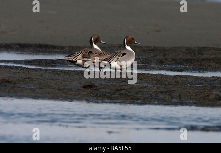 Nördlichen Pintail Anas Acuta zwei Männchen eine weibliche steht am Strand während Hering laichen in Nanaimo Vancouver Island BC im März Stockfoto