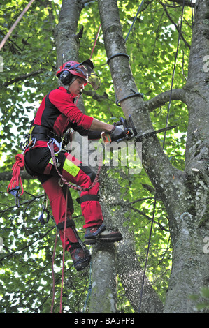 Ein Förster bei der Arbeit in einem Buche Baum hoch Stockfoto