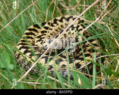 Männliche Kreuzotter Vipera Berus Aalen Cotswolds UK Stockfoto