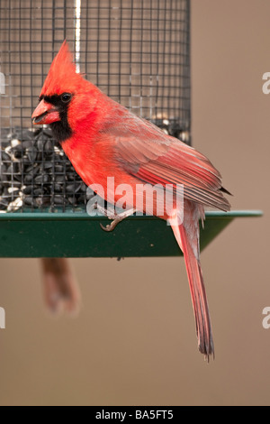 Männlich-Kardinal am Futterhäuschen Stockfoto