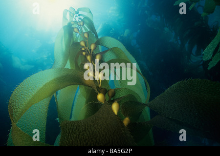 Sonnenlicht durch riesige Kelp (Macrocystis Pyrifera), California Channel Islands National Park, USA. Stockfoto