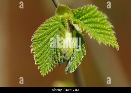 Glitzernde Hazel Blätter aus ihre Knospe Stockfoto