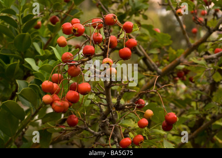 Feuerdorn Pyracantha Coccinea, Rosengewächse, Capraia Insel, Toskana, Italien Stockfoto