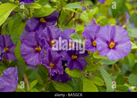 Solanum Rantonnetii königliche Robe blaue Kartoffel Bush, Solanaceeae Stockfoto