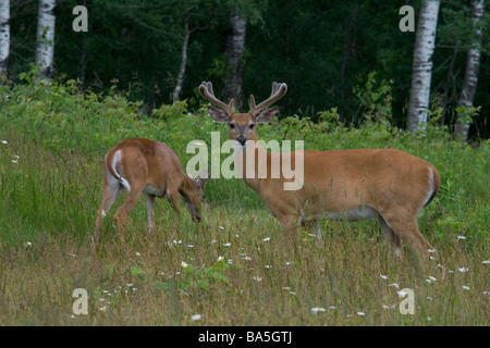 Weiß - angebundene Rotwild Fütterung in eine Sommerwiese Stockfoto