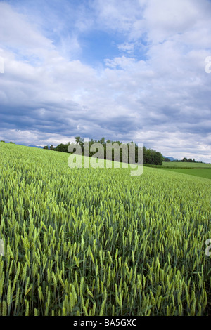 Grünen Wiese unter Himmel mit Wolken Hokkaido Stockfoto