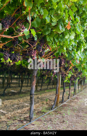 Weinberg im Swan Valley.  Perth, Western Australia, Australien Stockfoto