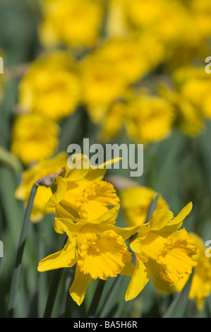 Frühling-Narzissen im Nowton Park in Bury St Edmunds Stockfoto