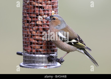 Buchfink Fringilla Coelebs männlichen Schottland Frühling Stockfoto