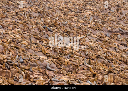 SÜDAMERIKANISCHER SEELÖWE Otaria Flavescens Byronia Palomino Inseln Callao Lima Peru WILD Stockfoto