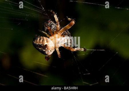 Spinne aufrollen erwischt fliegen in seinem Netz zu überqueren. Stockfoto