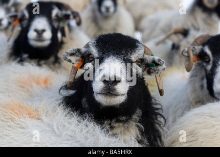 Swaledale Schafen North Yorkshire UK England Stockfoto