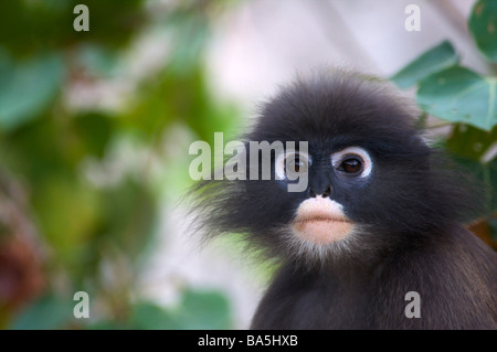 Wilde Dusky oder Spectacled Languren oder Altrosa Leaf Affen Trachypithecus Obscurus bei Khao Sam Roi Yot Nationalpark Thailand Stockfoto