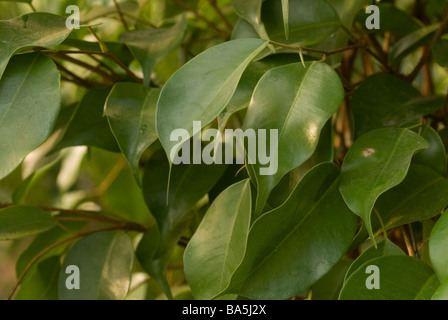 Weinende Feigenbaum Ficus Benjamina, Motraceae Stockfoto