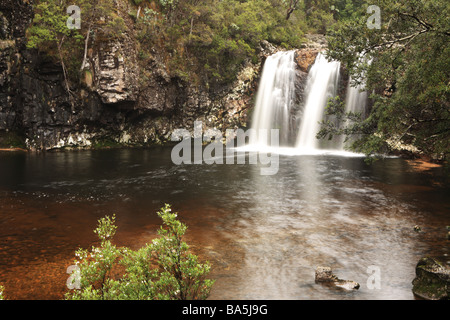 Pencil Pine fällt, Cradle Mountain, Tasmanien, Australien Stockfoto