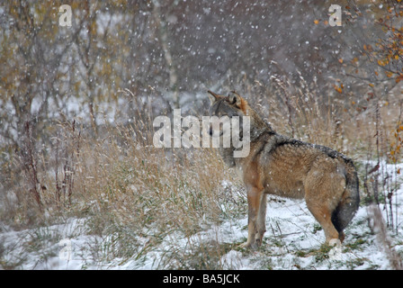 Europäische Gray Wolf Canis Lupus Lupus in Schneefall Stockfoto