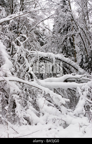 Waldweg nach dem Wintersturm durch umgestürzte Bäume blockiert. Stockfoto