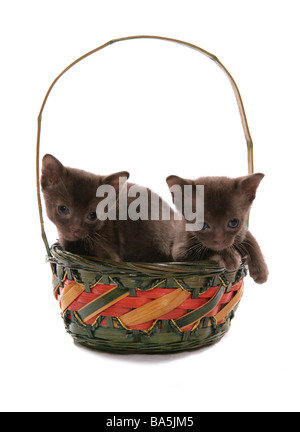 Asiatische braune Kätzchen in einem Korb Portrait Studio Stockfoto