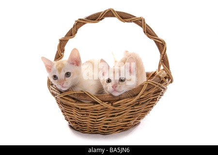 Burmesische rote und cremefarbene Kätzchen in einem Korb Studio Stockfoto