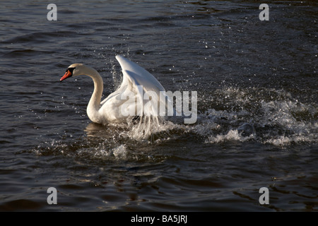 Höckerschwan Cygnus Olor, mit Flügeln auf zugefrorenen See in Poole, Dorset im Januar Stockfoto