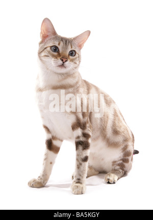 Blue eyed Schnee marmoriert Bengal-Katze sitzend Portrait Studio Stockfoto